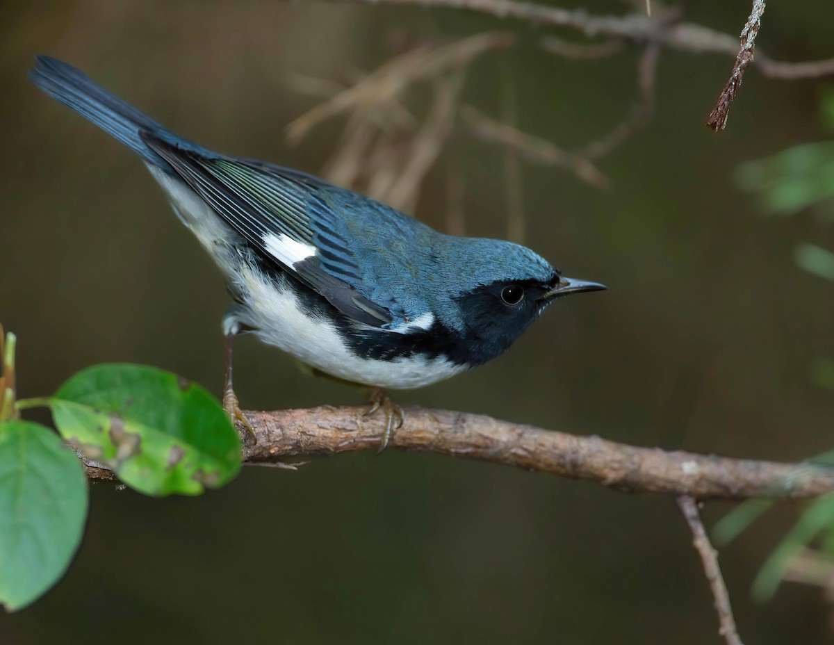 Black-throated Blue Warbler - Brian Smith