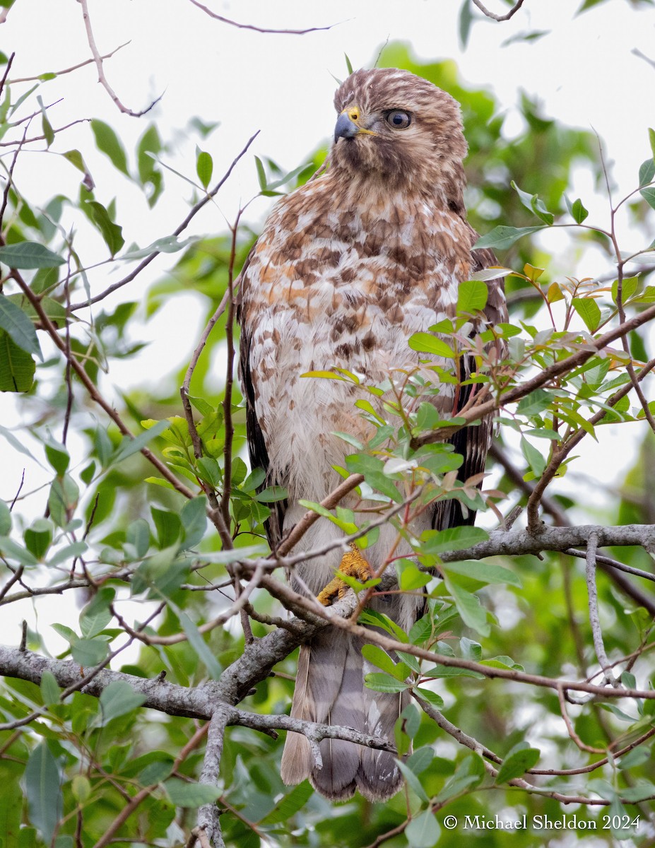 Red-shouldered Hawk - Michael Sheldon