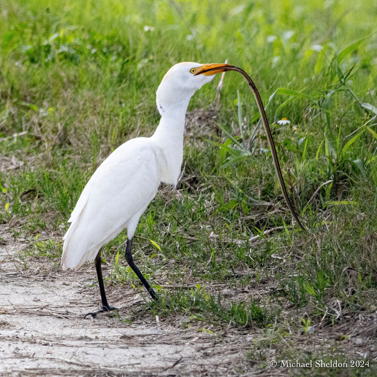 Western Cattle Egret - Michael Sheldon