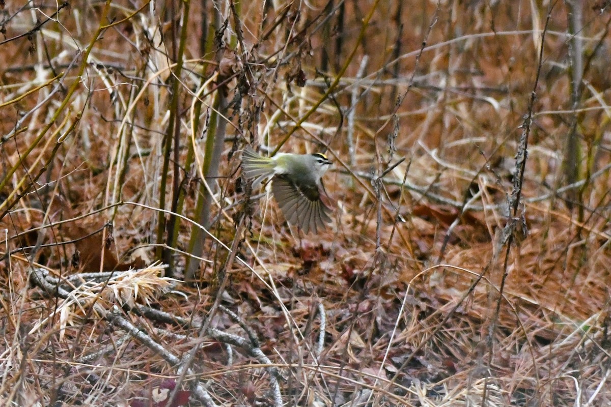 Golden-crowned Kinglet - ML613718926