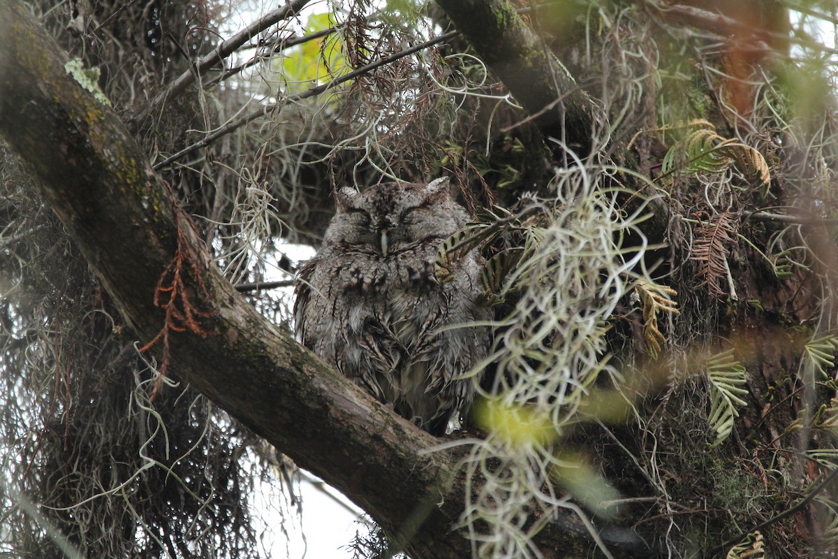 Eastern Screech-Owl - ML613718952