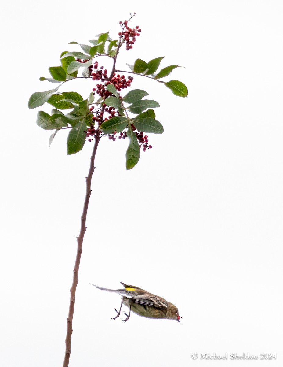 Yellow-rumped Warbler - Michael Sheldon