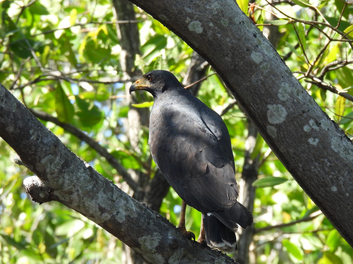 Common Black Hawk (Mangrove) - ML613718962