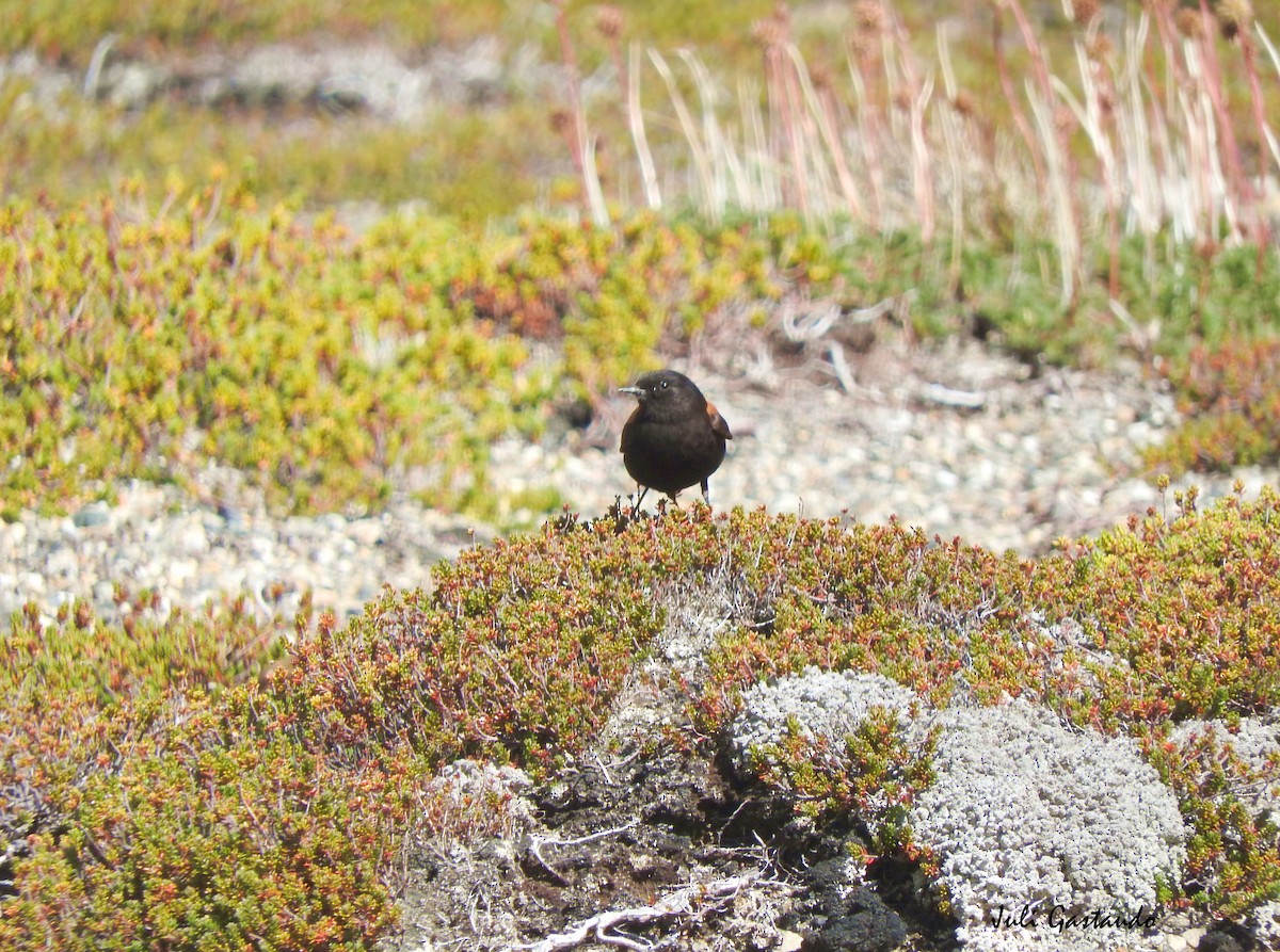 Patagoniensporntyrann - ML613718967