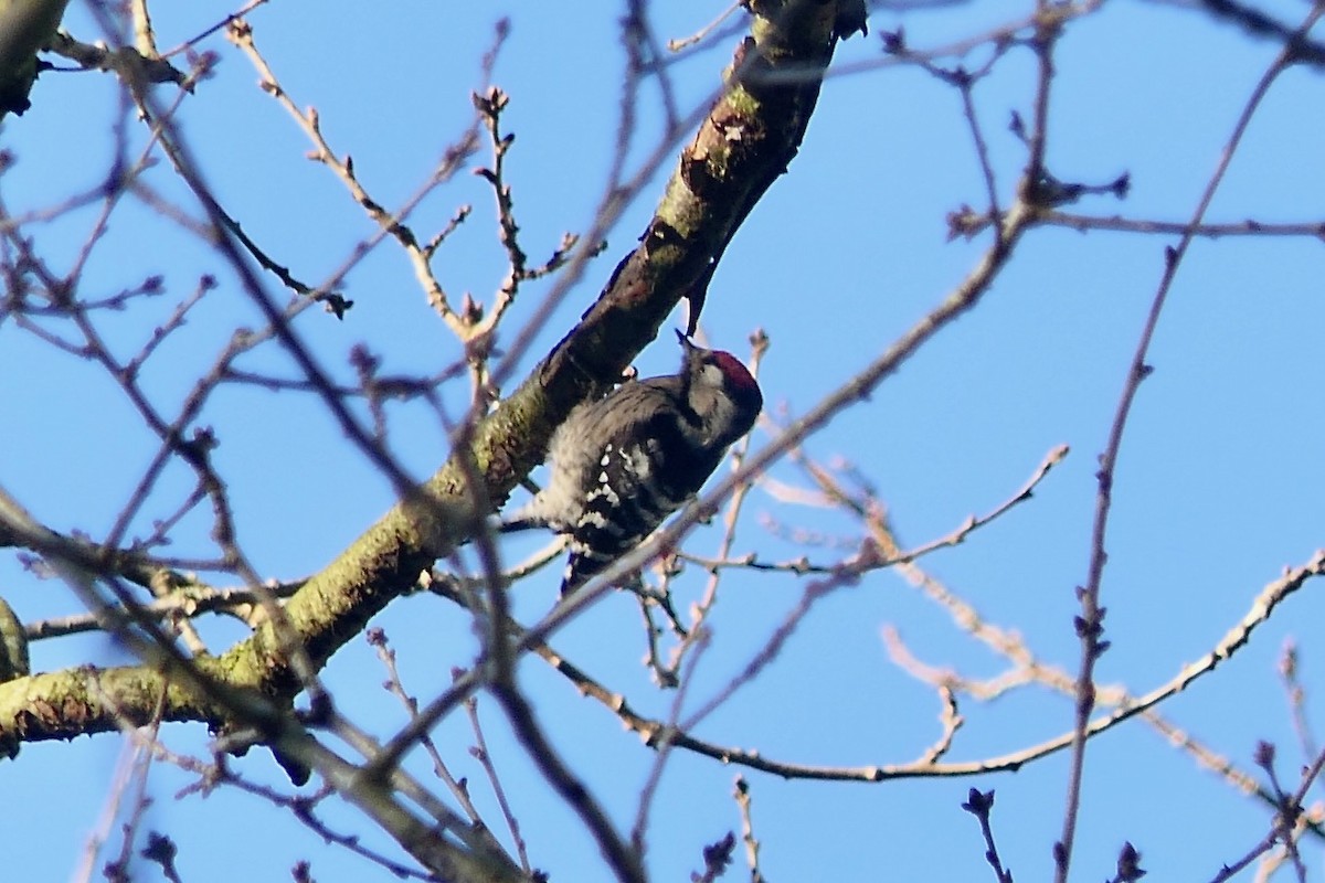 Lesser Spotted Woodpecker - ML613718991