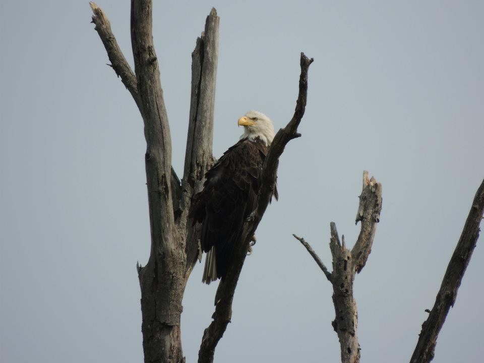 Bald Eagle - ML613719012