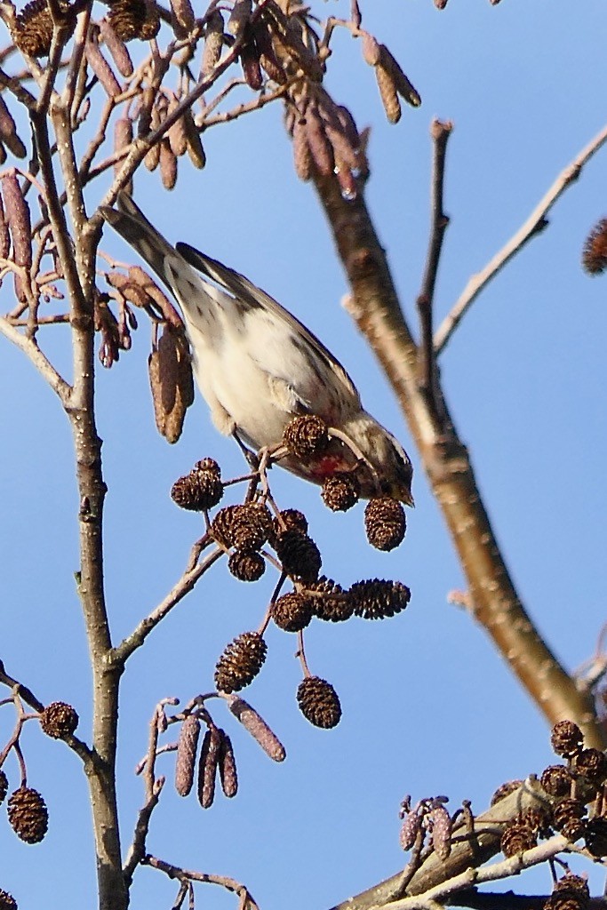 Redpoll (Common) - ML613719018