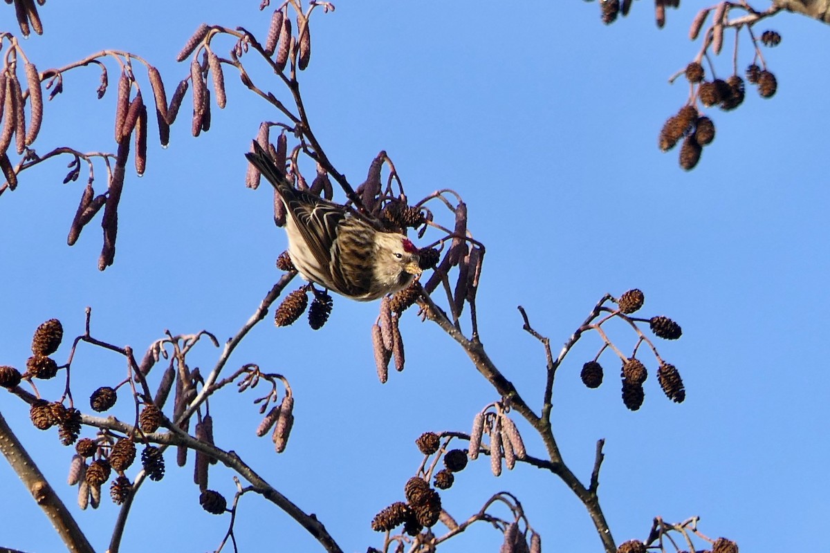 Redpoll (Common) - ML613719020