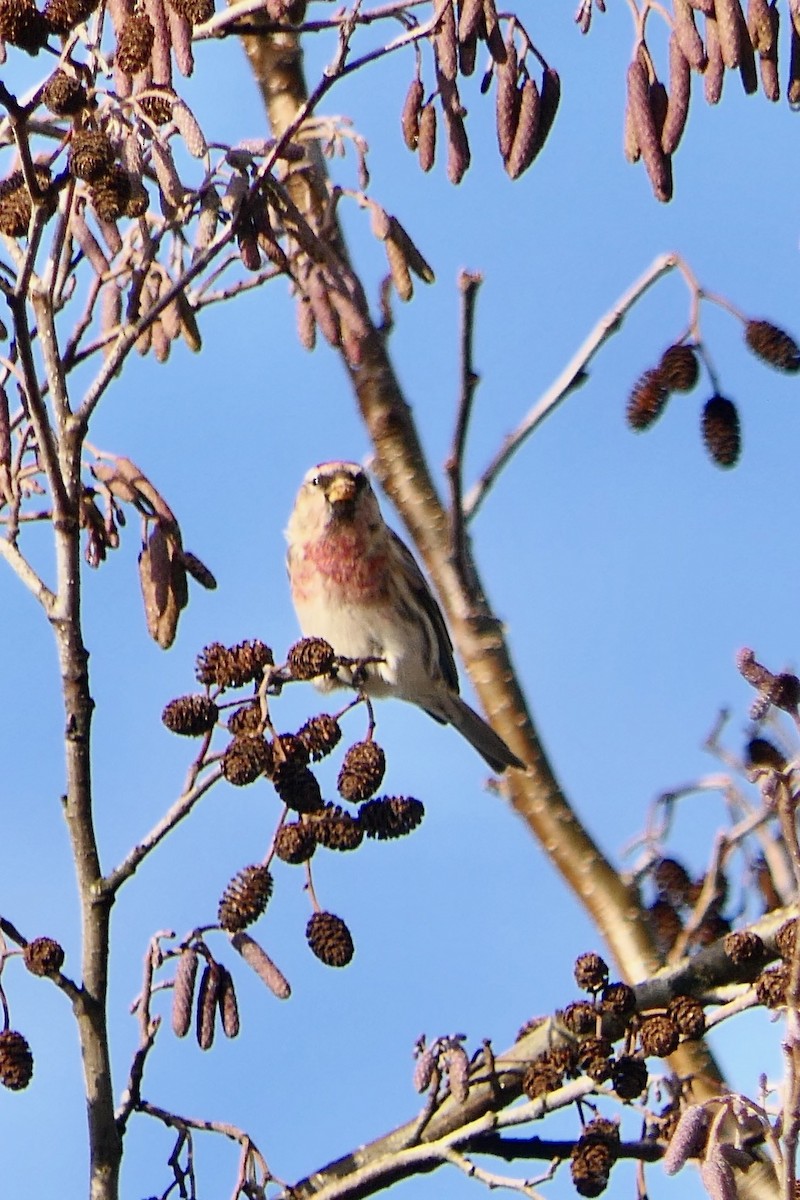 Common Redpoll - ML613719021