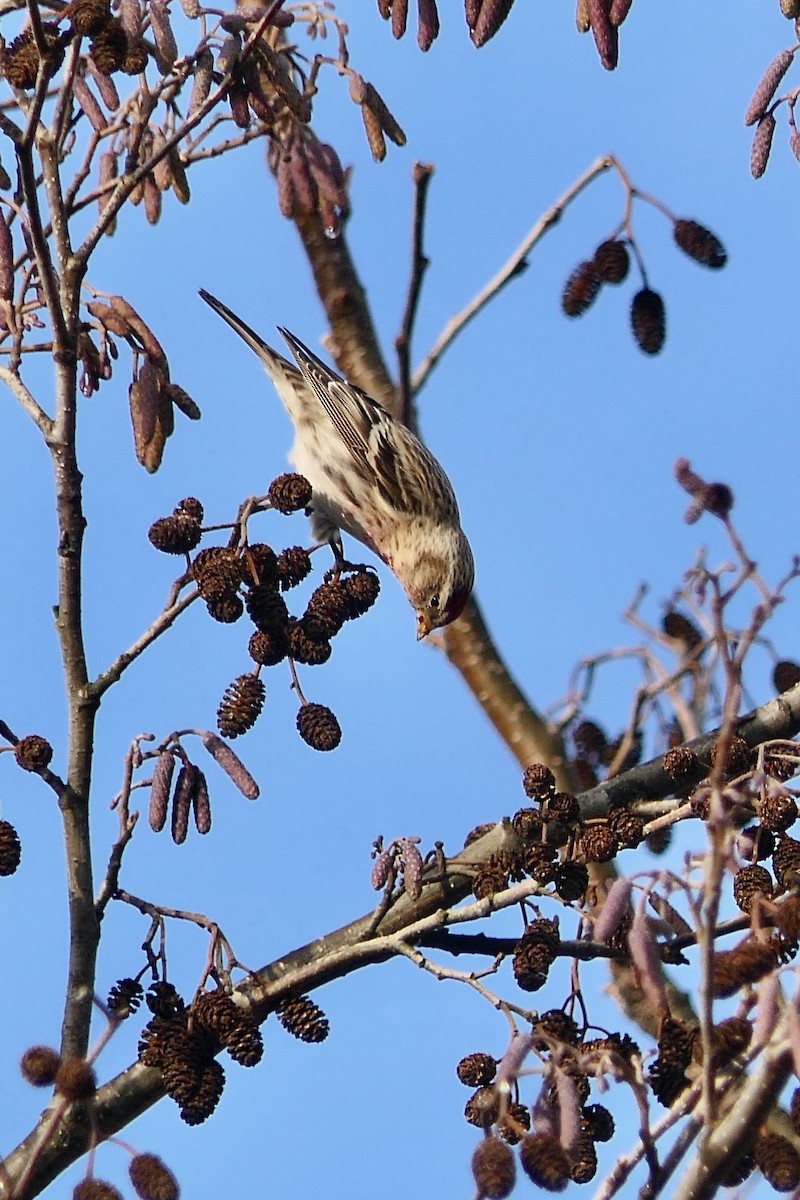 Common Redpoll - ML613719022