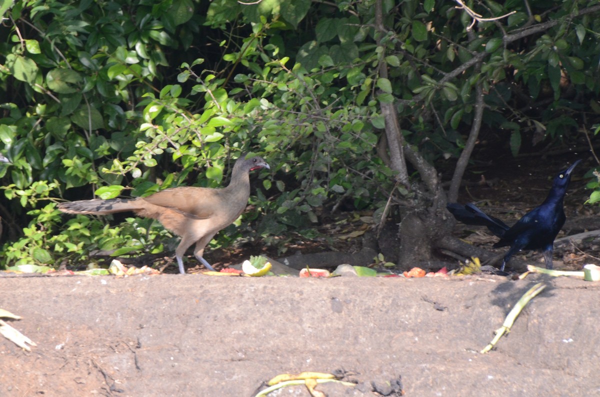 Plain Chachalaca - ML613719023