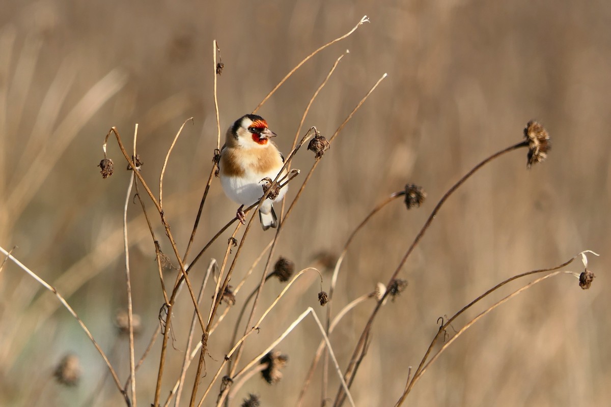 European Goldfinch - ML613719038