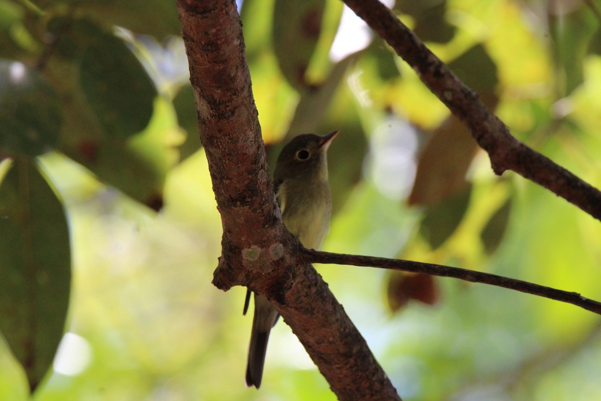 Yellow-bellied Flycatcher - ML613719073