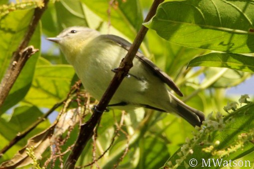 Philadelphia Vireo - ML613719100