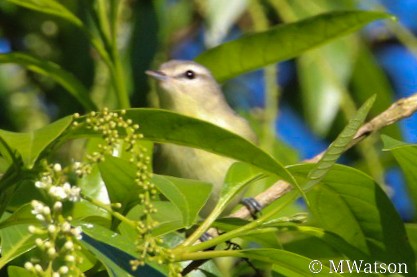 Philadelphia Vireo - ML613719101