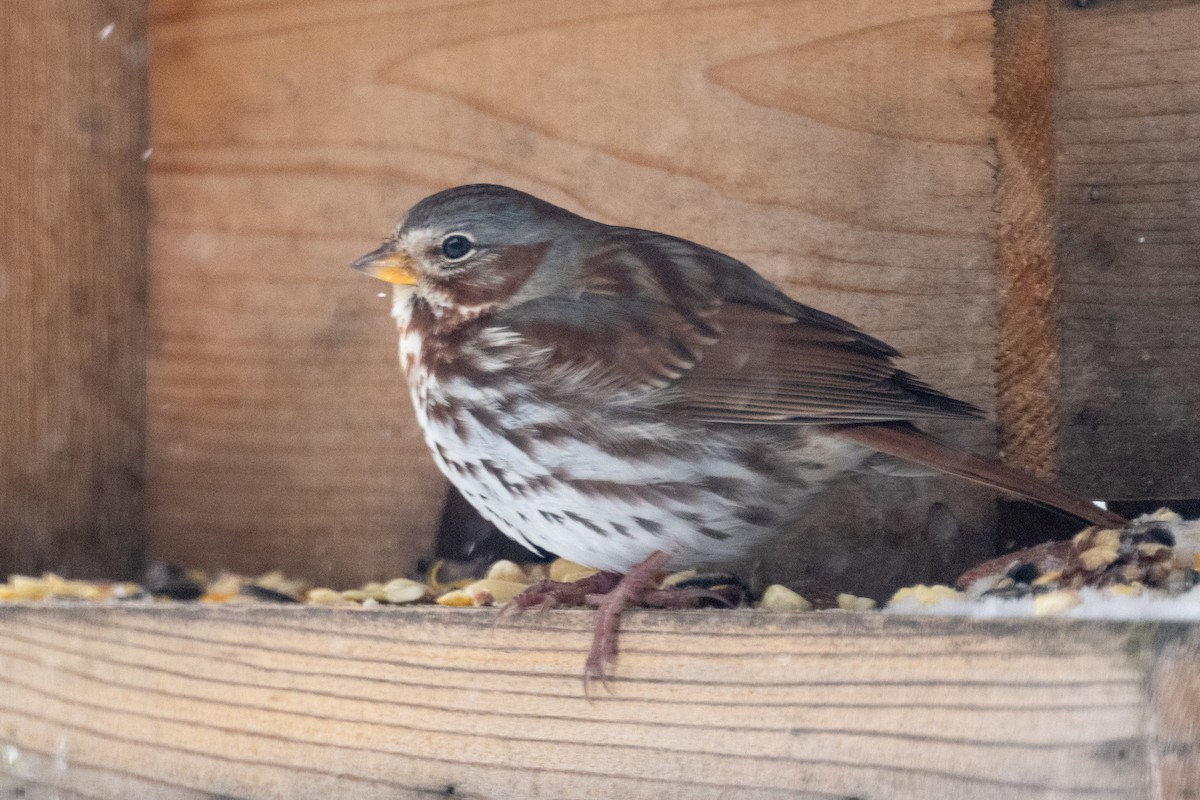 Fox Sparrow (Red) - Brad Imhoff