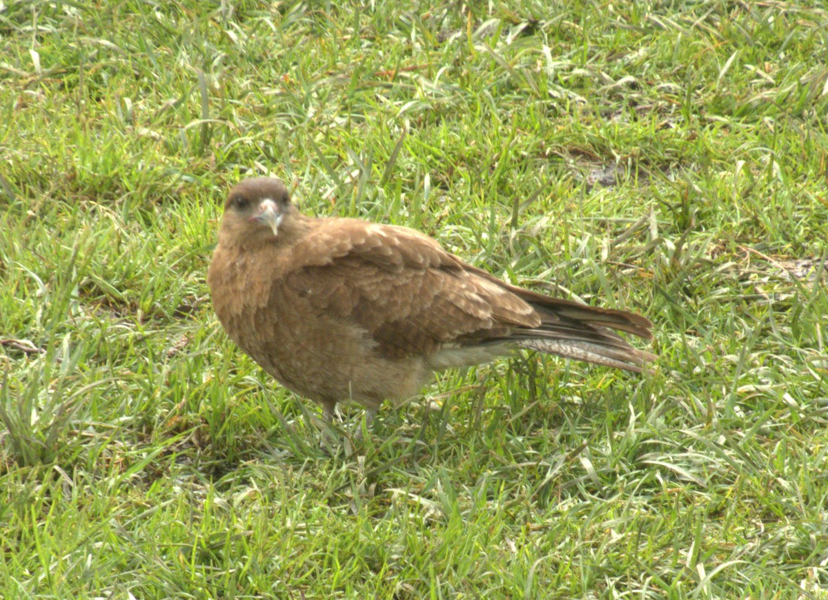 Caracara Chimango - ML613719122