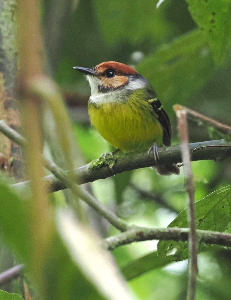 Rufous-crowned Tody-Flycatcher - David Massie