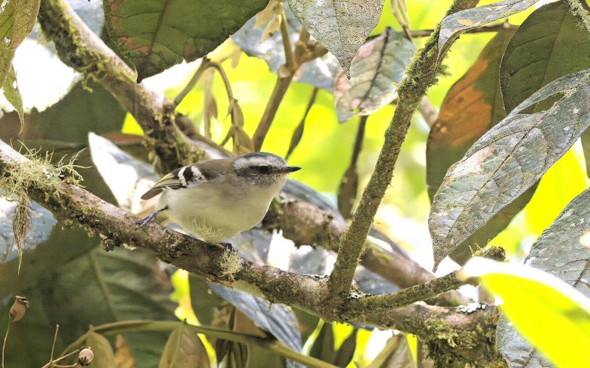 White-banded Tyrannulet - David Massie