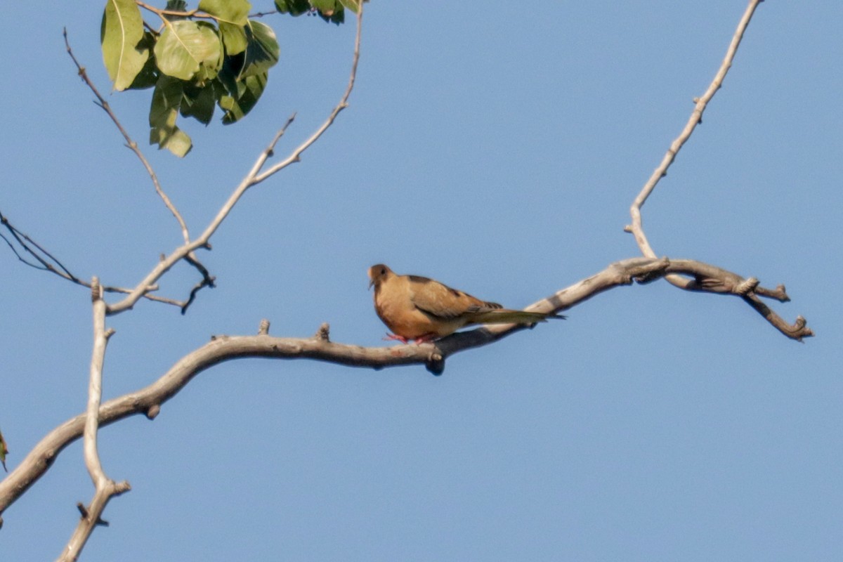 Mourning Dove - ML613719216