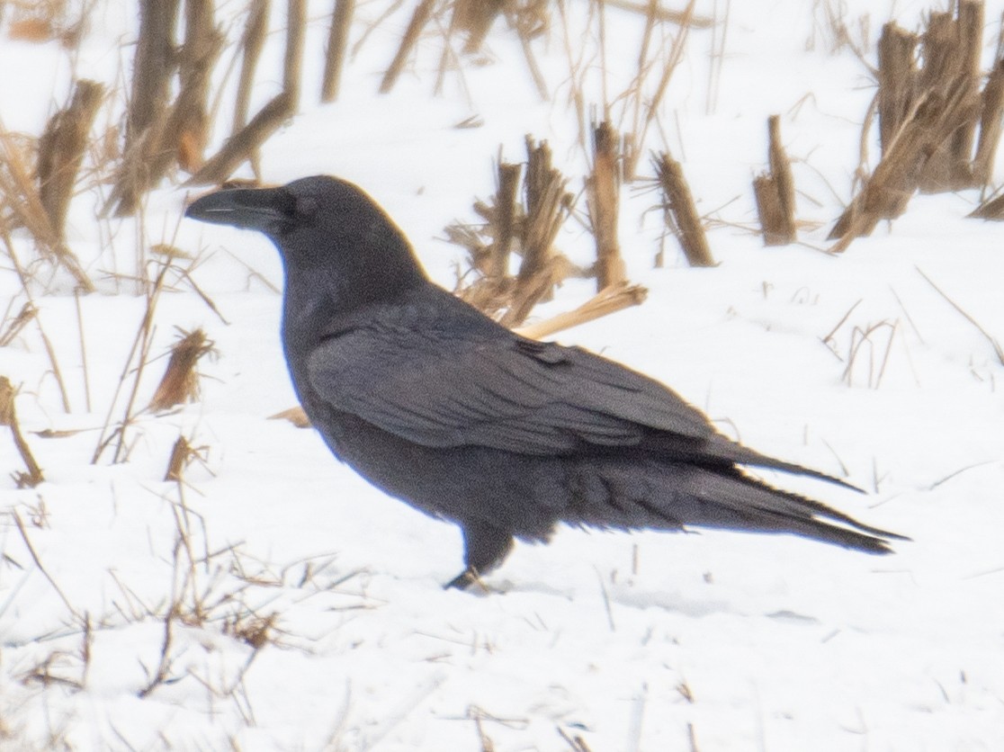 Common Raven - ML613719221