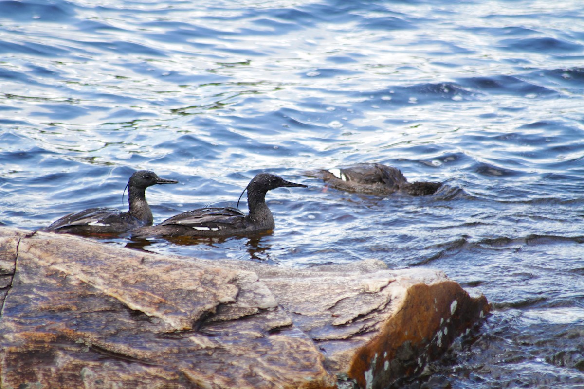 Brazilian Merganser - ML613719248