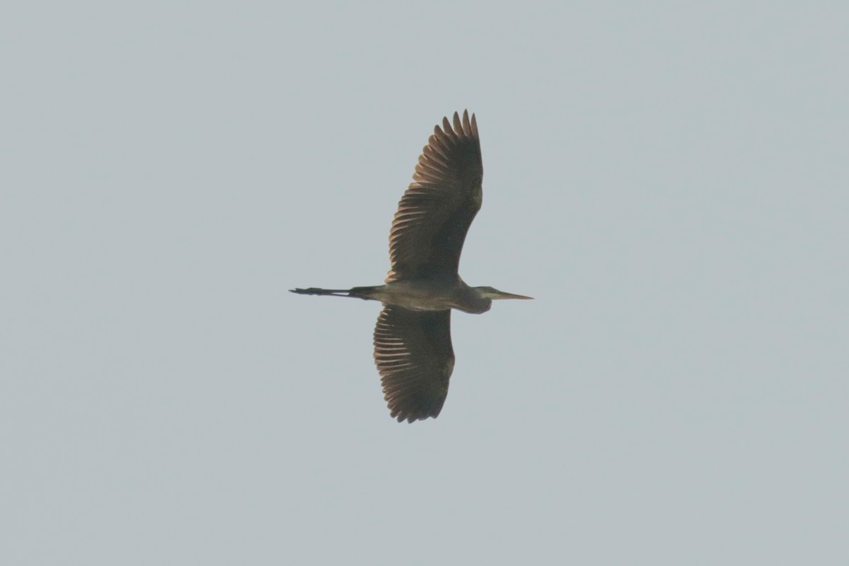 Great Blue Heron - ML613719306