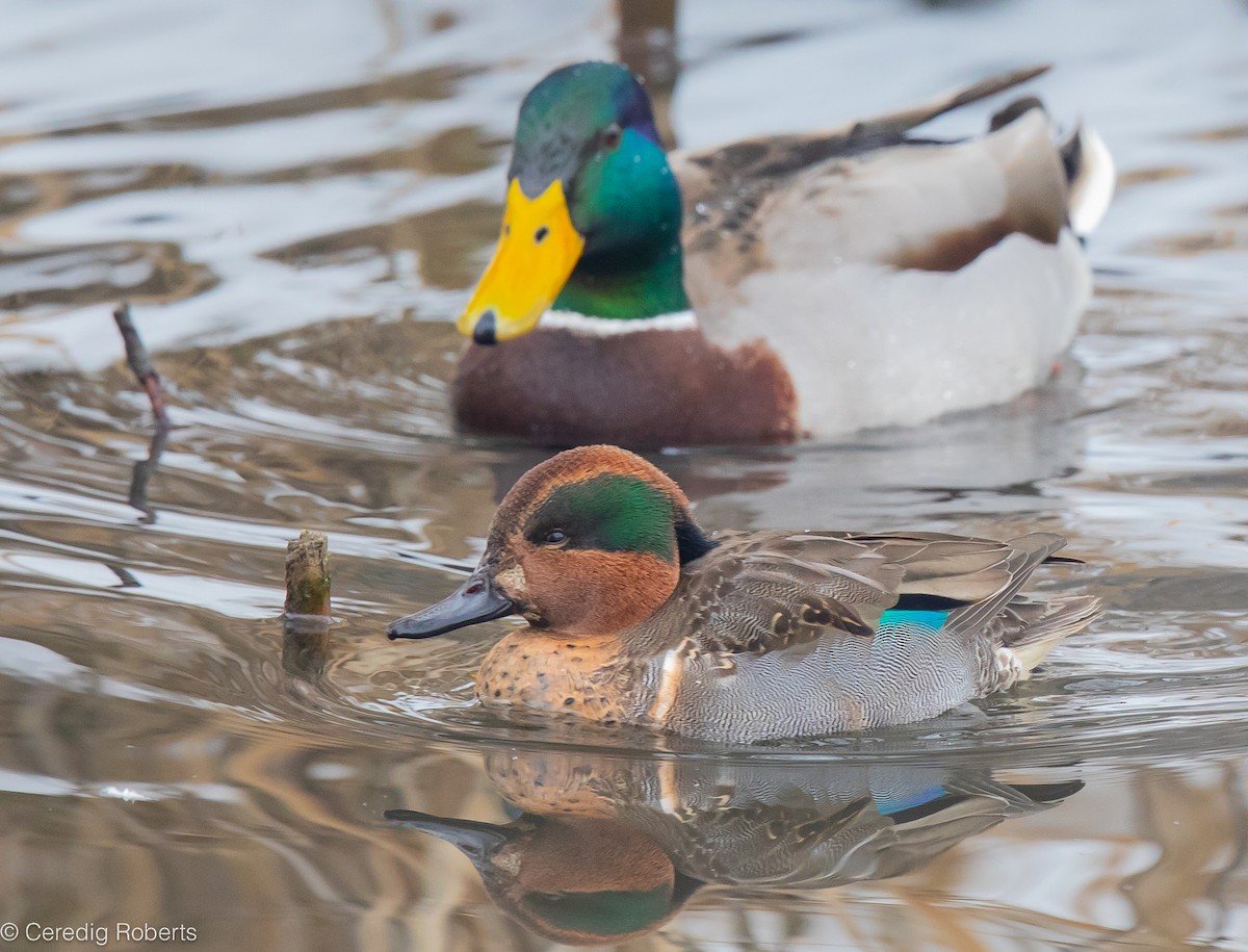 Green-winged Teal - Ceredig  Roberts