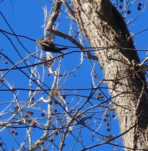 Yellow-bellied Sapsucker - Bill Wright_cc