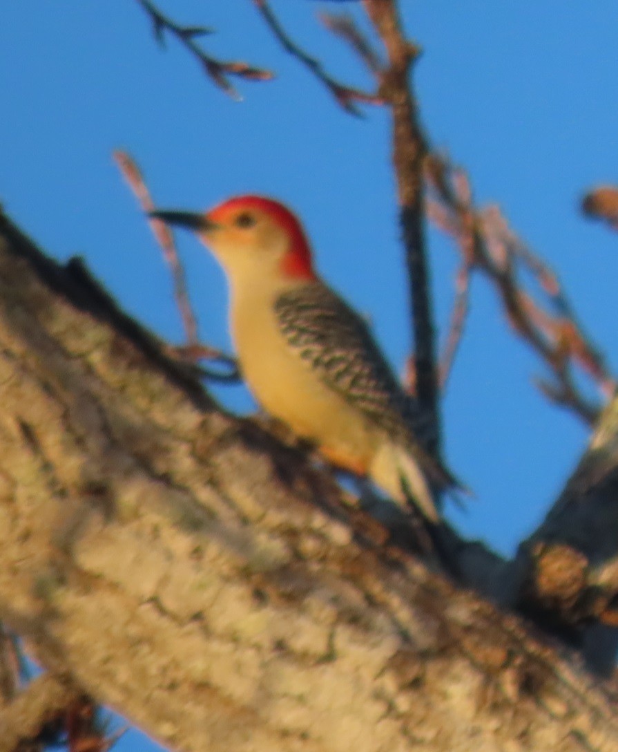 Red-bellied Woodpecker - Bill Wright_cc