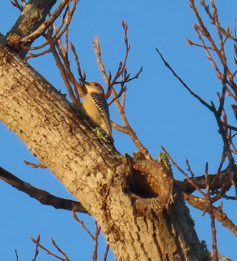 Red-bellied Woodpecker - ML613719465