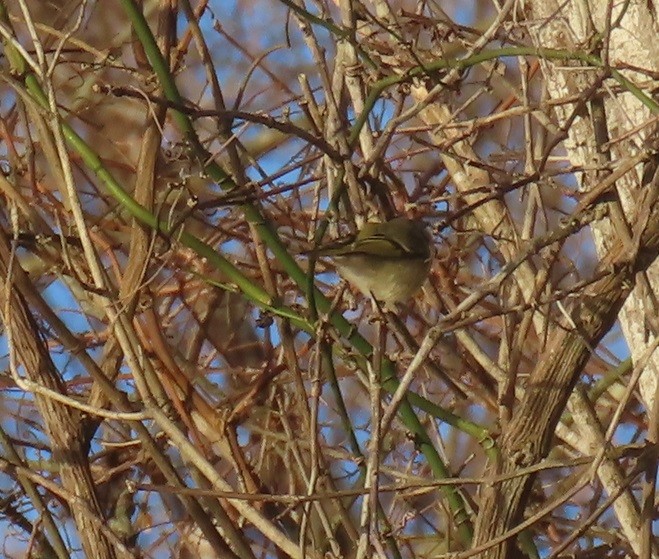 Roitelet à couronne rubis - ML613719528