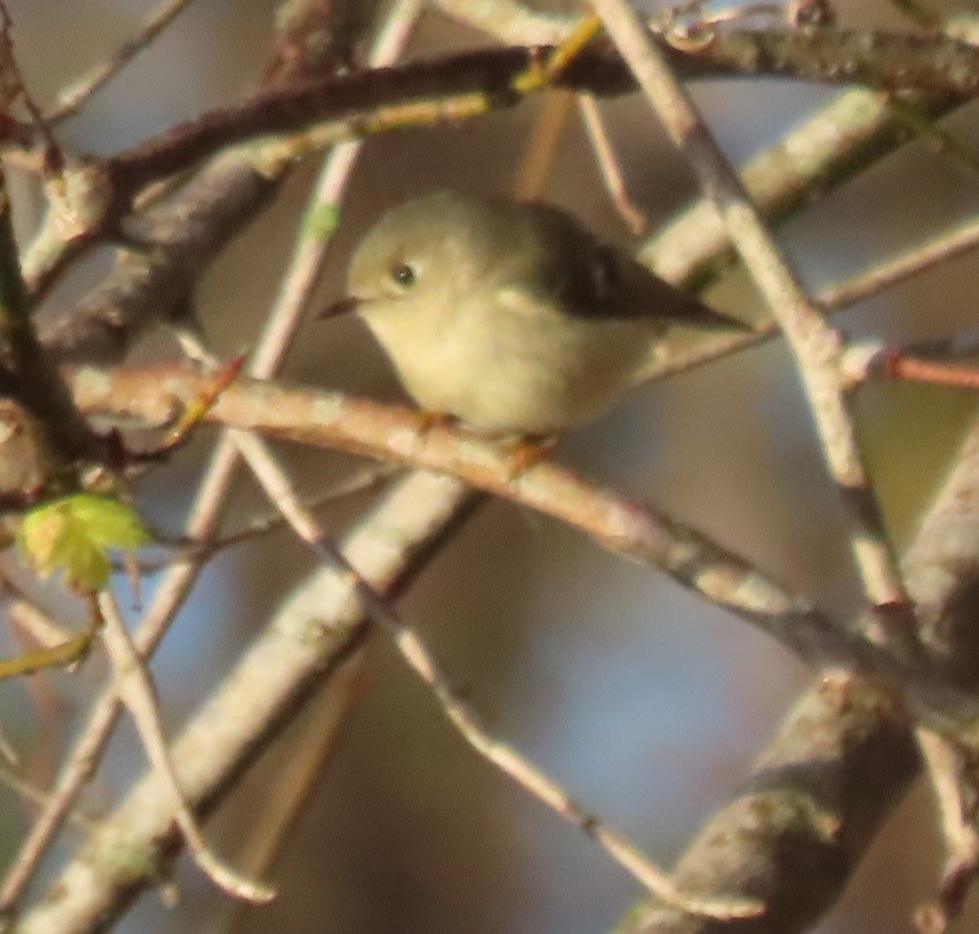 Ruby-crowned Kinglet - ML613719529