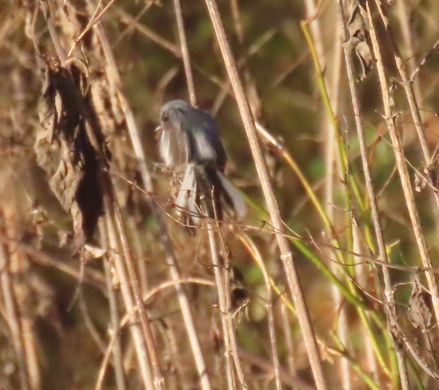 Blue-gray Gnatcatcher - ML613719538