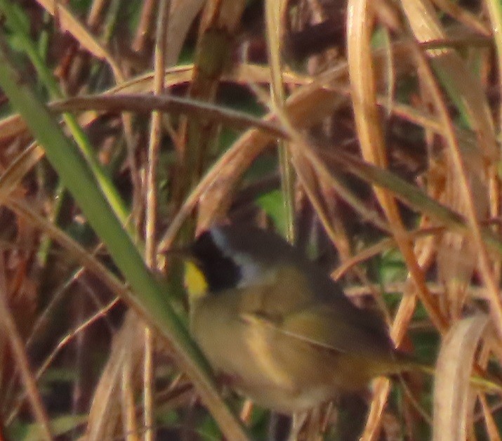 Common Yellowthroat - ML613719585