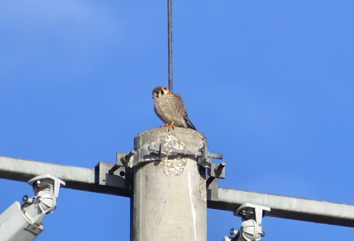 American Kestrel - ML613719594