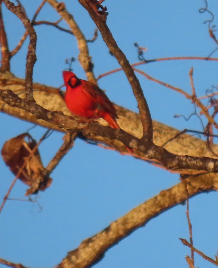 Northern Cardinal - Bill Wright_cc