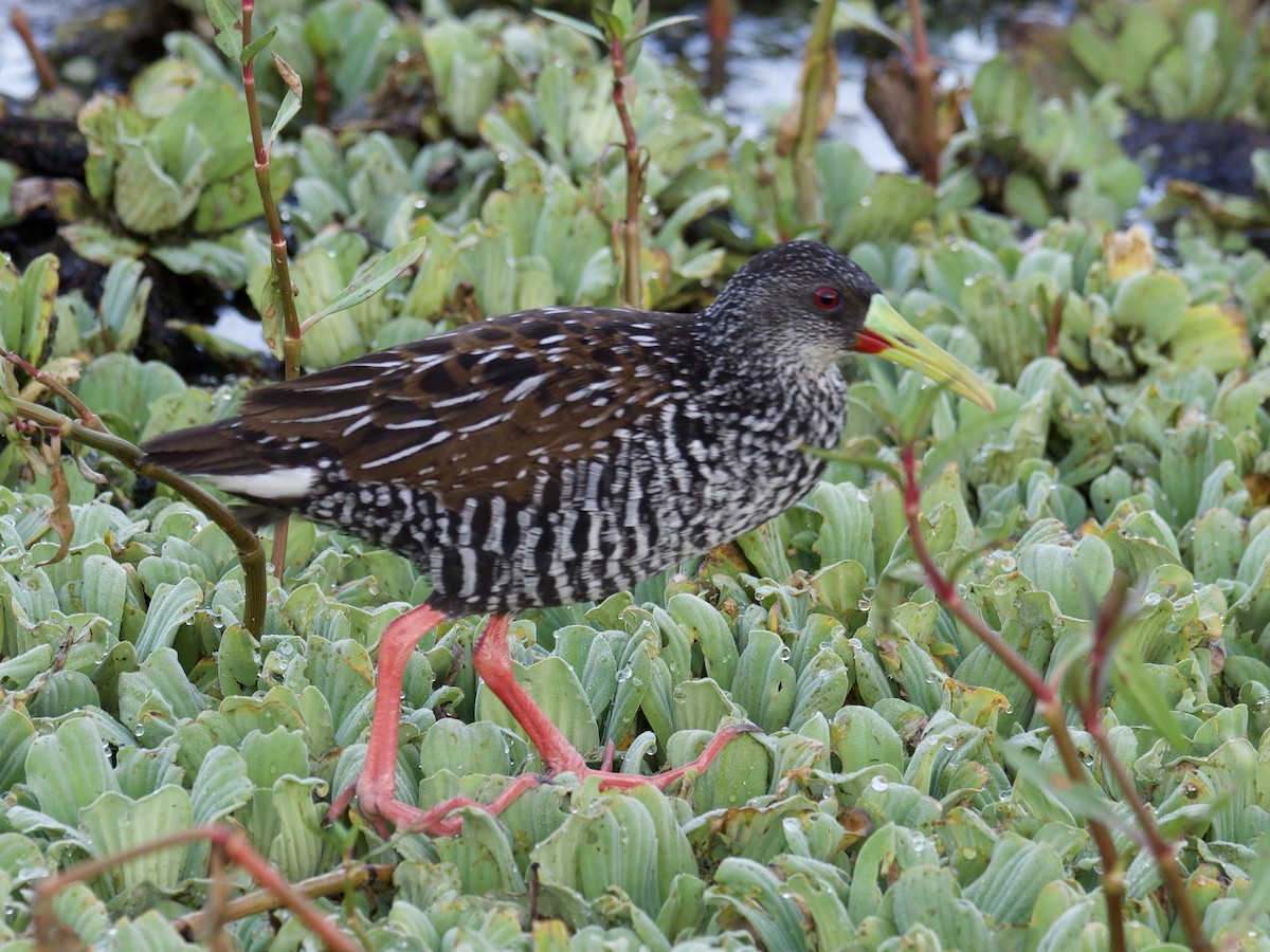 Spotted Rail - ML613719853