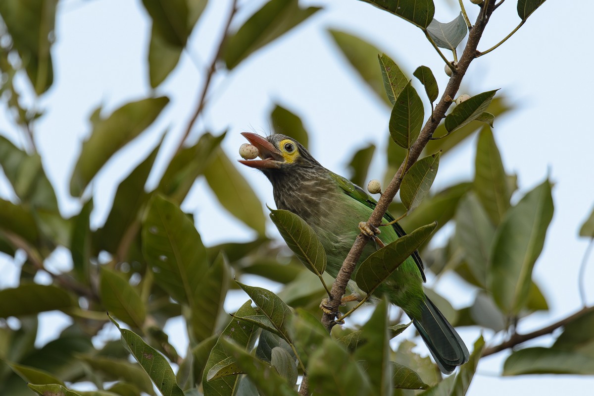 Kahverengi Başlı Barbet - ML613719904