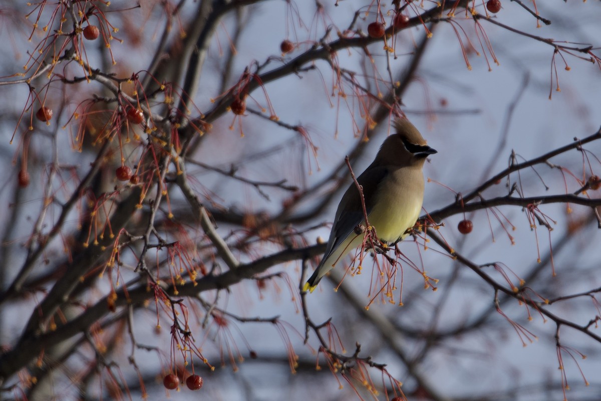Cedar Waxwing - ML613719940