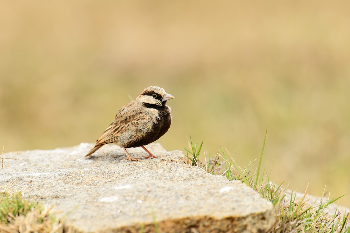 Ashy-crowned Sparrow-Lark - ML613720073