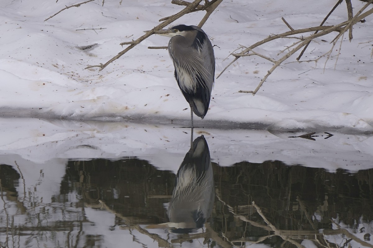 Great Blue Heron - ML613720091