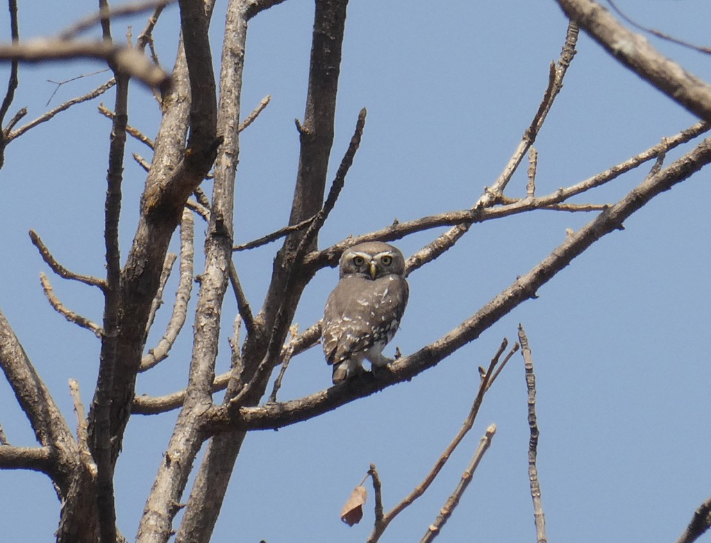sýček indický - ML613720125