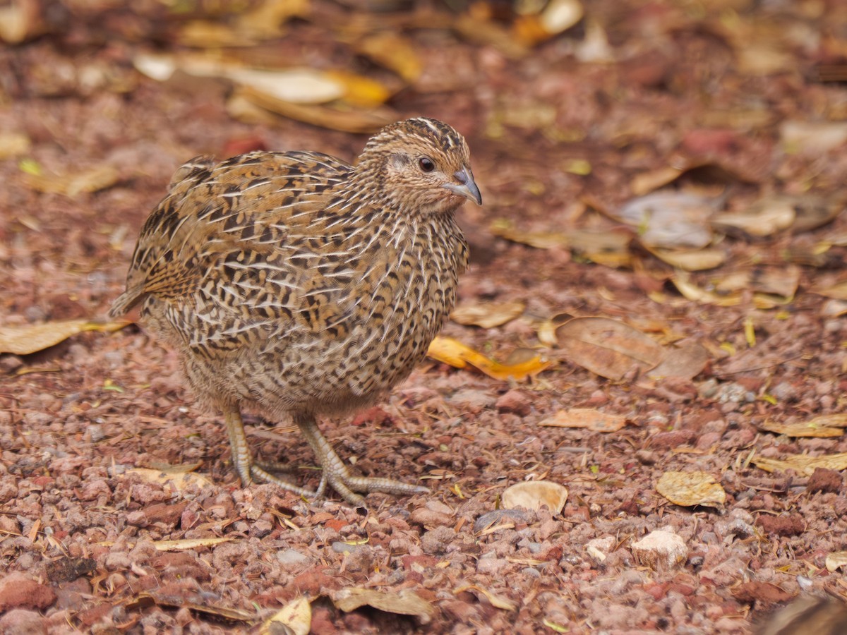 Brown Quail - ML613720145