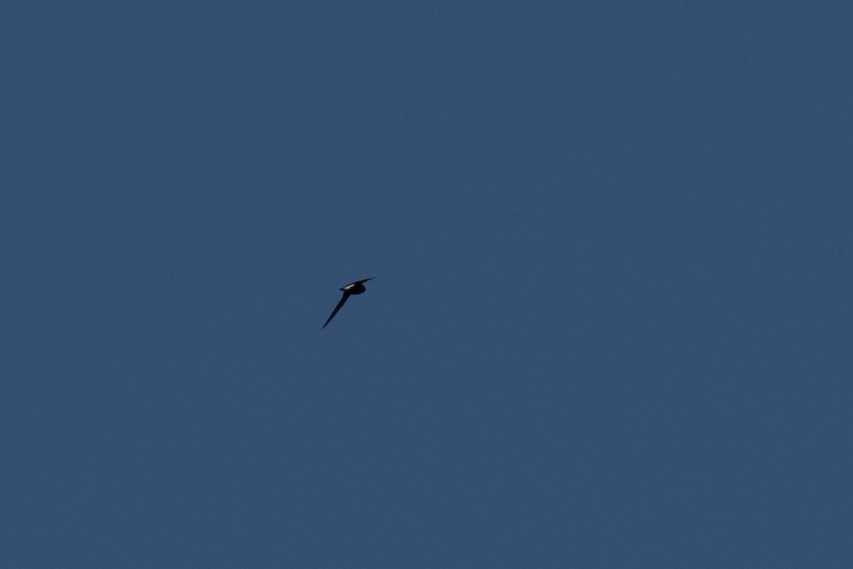 Brown-backed Needletail - ML613720160