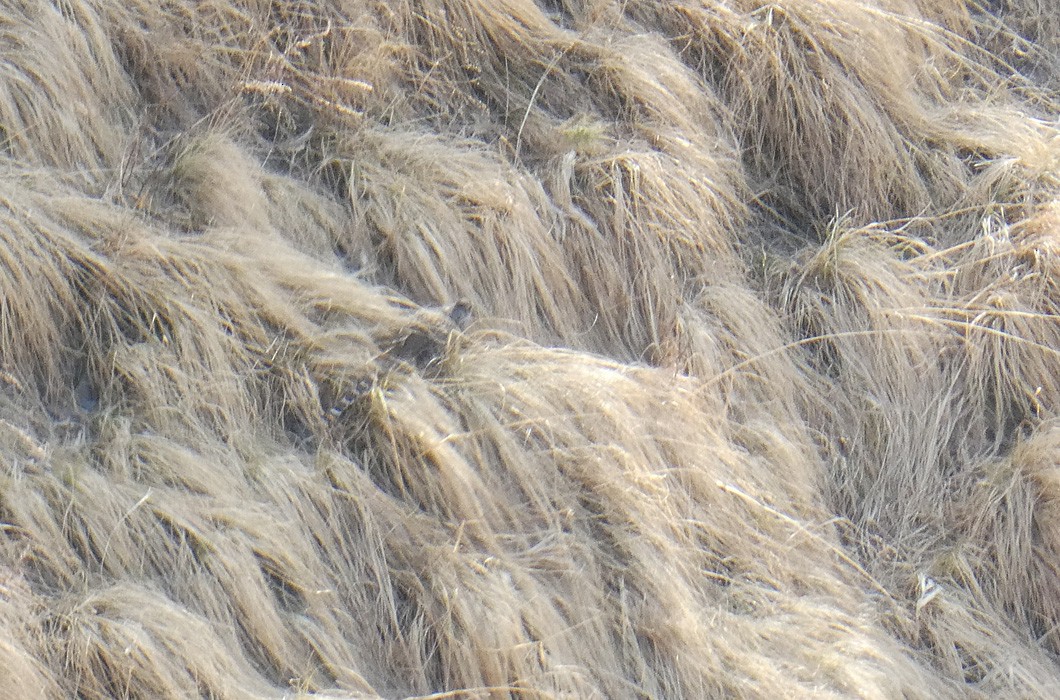 bažant himálajský - ML613720177