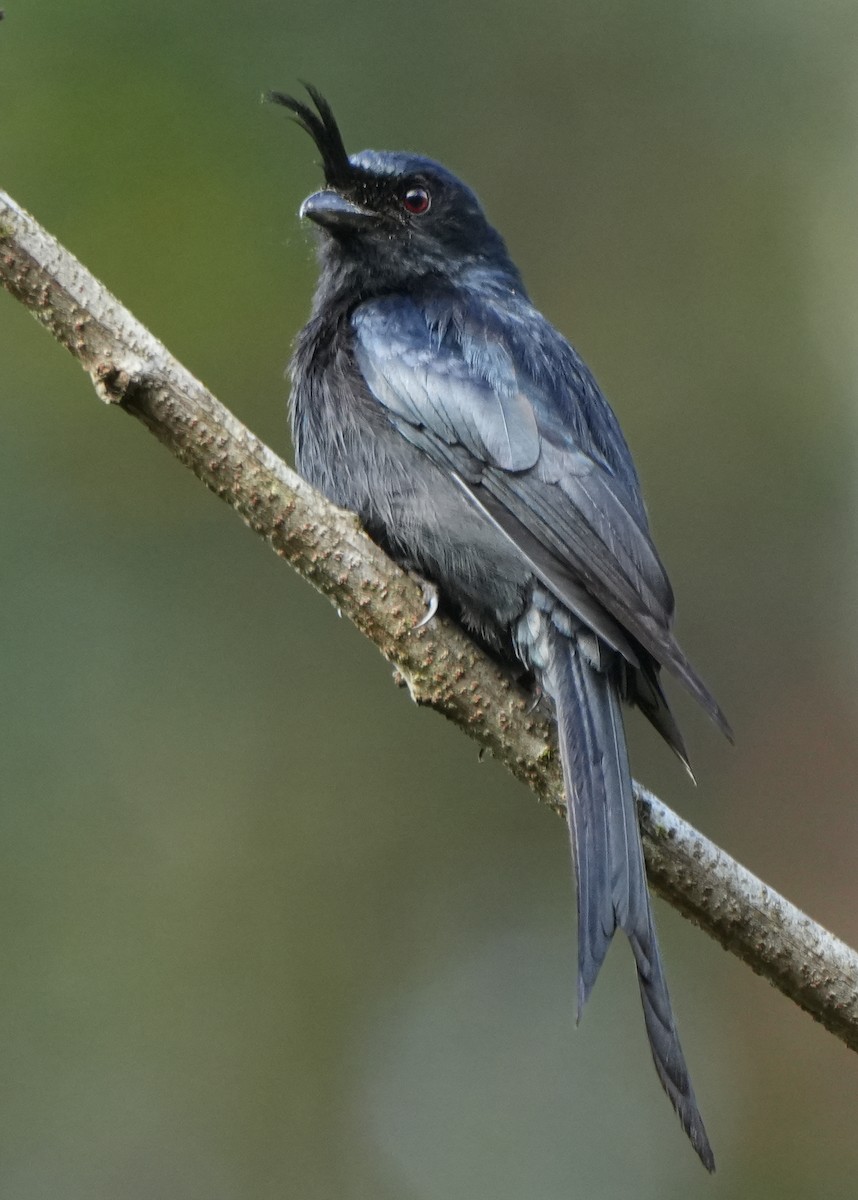 Crested Drongo - ML613720228