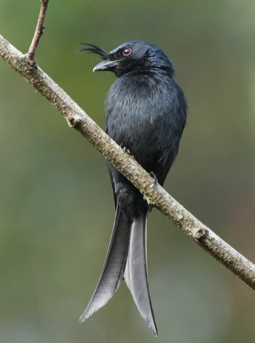 Crested Drongo - ML613720229