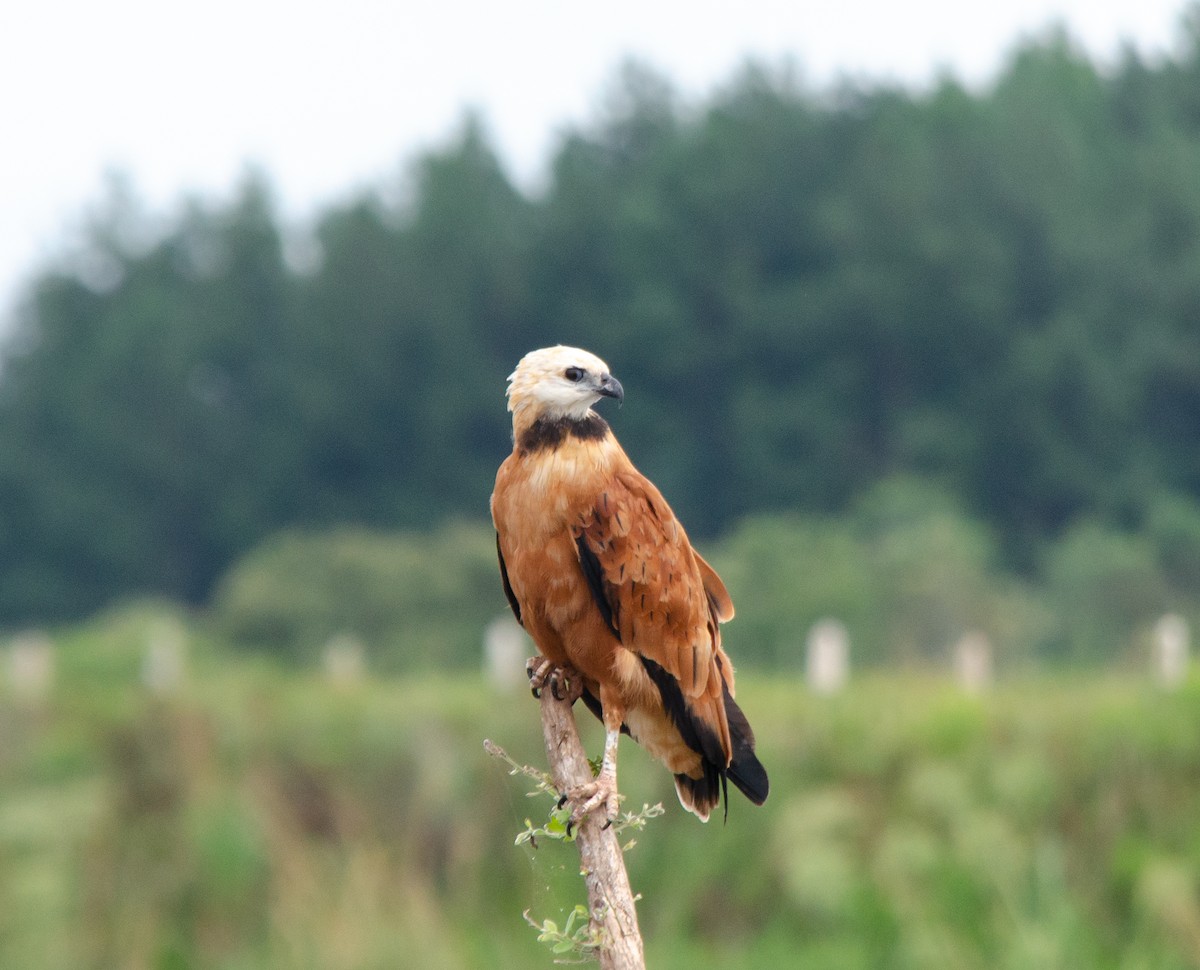 Black-collared Hawk - Iván Eroles