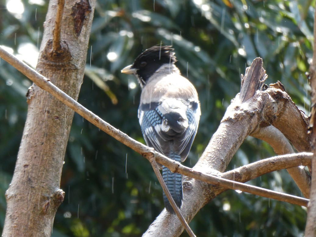 sojka žíhaná - ML613720274